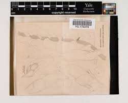 Attēlu rezultāti vaicājumam “Harpanthus flotovianus”