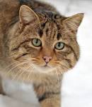 File:Felis silvestris - via Daymix