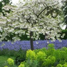 Attēlu rezultāti vaicājumam “Prunus (sakura)”