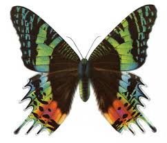 Attēlu rezultāti vaicājumam “Clossiana selene upperside”