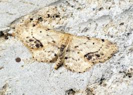 Attēlu rezultāti vaicājumam “Idaea dimidiata”