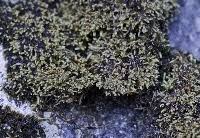 Attēlu rezultāti vaicājumam “Pterigynandrum filiforme”