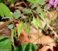 Attēlu rezultāti vaicājumam “Corydalis solida fruit”