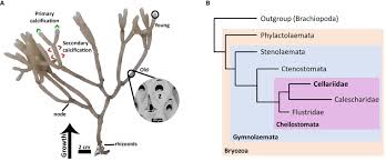 Attēlu rezultāti vaicājumam “Bryozoa”