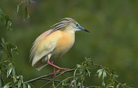 Attēlu rezultāti vaicājumam “Chlidonias niger eggs”