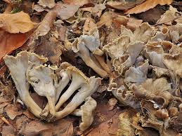 Attēlu rezultāti vaicājumam “Pseudocraterellus”