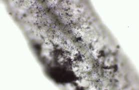 Attēlu rezultāti vaicājumam “Stemonaria irregularis stalked”