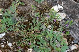 Attēlu rezultāti vaicājumam “Vicia lathyroides leaf”