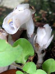 Image result for ギンリョウソウ