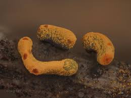 Attēlu rezultāti vaicājumam “Physarum rubiginosum plasmodium”