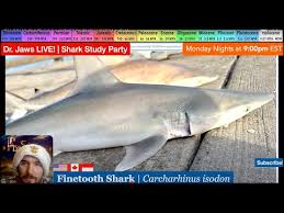 Image result for Carcharhinus isodon