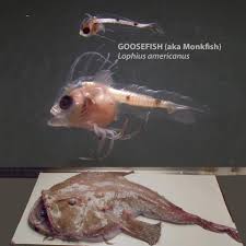 Image result for Lophius americanus