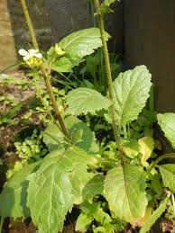 Attēlu rezultāti vaicājumam “Sinapis arvensis”