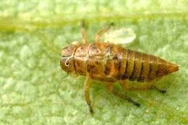 Attēlu rezultāti vaicājumam “Oncopsis sp.”