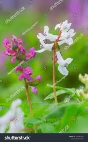 Attēlu rezultāti vaicājumam “Corydalis cava flower”