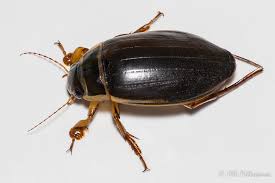 Attēlu rezultāti vaicājumam “Dytiscus marginalis”