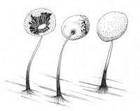 Attēlu rezultāti vaicājumam “Didymium bahiense”