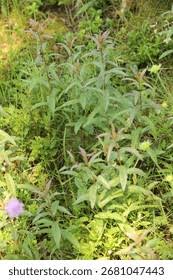 Attēlu rezultāti vaicājumam “Inula salicina leaf”