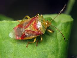 Attēlu rezultāti vaicājumam “Elasmostethus interstinctus”