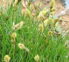 Attēlu rezultāti vaicājumam “Carex caryophyllea flower”