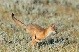 Attēlu rezultāti vaicājumam “Vulpes vulpes  juvenile”