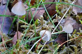 Attēlu rezultāti vaicājumam “Mycena filopes”