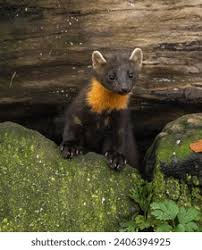 Attēlu rezultāti vaicājumam “Martes martes”