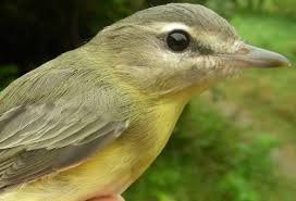 Image result for Vireo philadelphicus