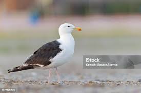 Attēlu rezultāti vaicājumam “Larus marinus adult”