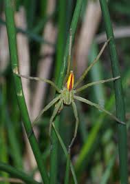 Attēlu rezultāti vaicājumam “Micrommata virescens”