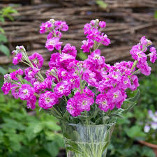 Image result for Levkoje