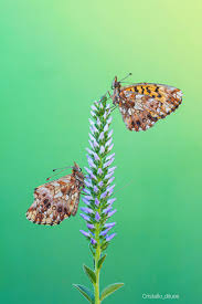 Attēlu rezultāti vaicājumam “Boloria dia”