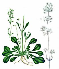 Attēlu rezultāti vaicājumam “Silene otites fruit”