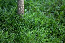 Attēlu rezultāti vaicājumam “Sagina procumbens fruit”