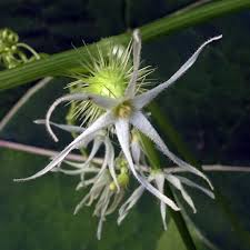 Attēlu rezultāti vaicājumam “Echinocystis lobata flower”