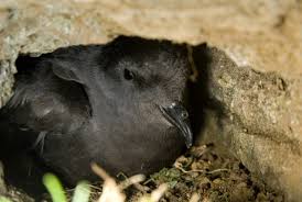 Image result for Oceanodroma castro