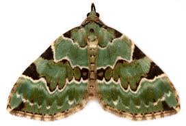 Attēlu rezultāti vaicājumam “Colostygia pectinataria”