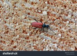 Attēlu rezultāti vaicājumam “Anastrangalia sanguinolenta female”