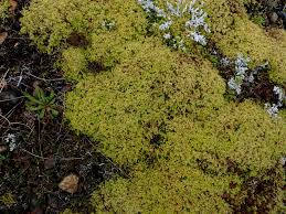 Attēlu rezultāti vaicājumam “Racomitrium canescens”