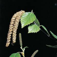 Attēlu rezultāti vaicājumam “Betula pubescens flower”