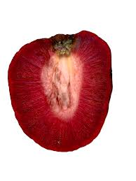 Attēlu rezultāti vaicājumam “Cinna latifolia fruit”