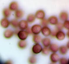 Attēlu rezultāti vaicājumam “Lamproderma pulchellum spores”