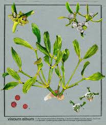 Attēlu rezultāti vaicājumam “Viscum album fruit”