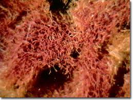 Attēlu rezultāti vaicājumam “Spongia”