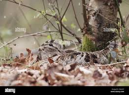 Attēlu rezultāti vaicājumam “Scolopax rusticola nest”