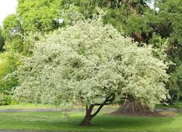 Attēlu rezultāti vaicājumam “Cornus mas”