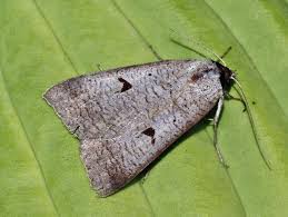 Attēlu rezultāti vaicājumam “Lygephila pastinum”