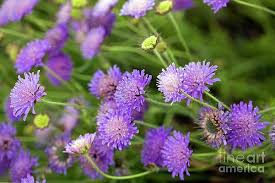 Attēlu rezultāti vaicājumam “Knautia arvensis flower”