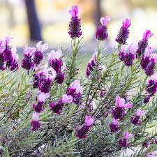 Attēlu rezultāti vaicājumam “Lavandula angustifolia flower”