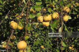Attēlu rezultāti vaicājumam “Pyrus pyraster”